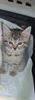 Ginny -  American Shorthair and Domestic Short Hair Cat for Adoption in Brownsville, Pennsylvania - Ginny | PetCurious