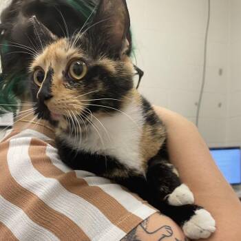 Kara -  Domestic Short Hair Cat for Adoption in Gloucester, Virginia - Kara | PetCurious