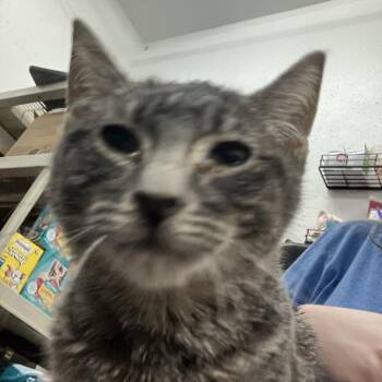 Mirage -  Domestic Short Hair Cat for Adoption in Idaho Falls, Idaho - Mirage | PetCurious