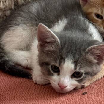 Domestic Short Hair Cats Available for Adoption in Huntsville, Alabama - Syvlie | PetCurious