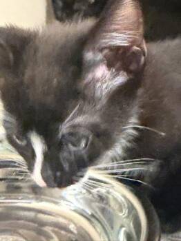 Farfalle -  Domestic Short Hair Cat for Adoption in Chamblee, Georgia - Farfalle | PetCurious