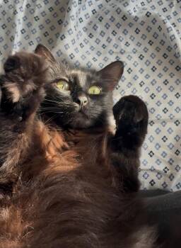 Rhiana INDOOR ONLY -  Domestic Medium Hair Cat for Adoption in Stockton, California - Rhiana INDOOR ONLY | PetCurious