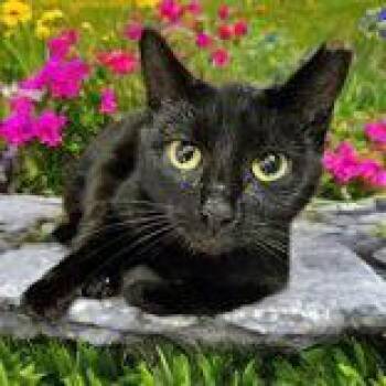 Rescue Domestic Short Hair Cats for Adoption in Portsmouth, Ohio - Sybil | PetCurious