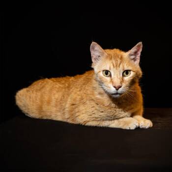 Domestic Short Hair Cats Available for Adoption in Columbia, Missouri - Alexander | PetCurious