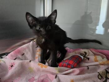 Jasper -  Domestic Short Hair Cat for Adoption in Dickson, Tennessee - Jasper | PetCurious