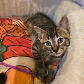 Blueberry -  Tabby and Domestic Short Hair Cat for Adoption in Mastic, New York - Blueberry | PetCurious