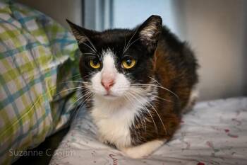 Biscuit -  Domestic Short Hair Cat Available for Adoption in Elmwood, Louisiana - Biscuit | PetCurious