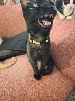 Matt -  Domestic Short Hair Cat for Adoption in Maitland, Florida - Matt | PetCurious