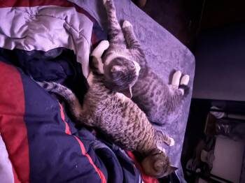 Domestic Short Hair Cats Available for Adoption - Tic & Tac | PetCurious