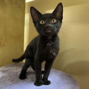 VERDE -  Domestic Short Hair Cat for Adoption in Kyle, Texas - VERDE | PetCurious