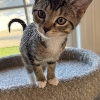 Domestic Short Hair Cats Available for Adoption in Plainfield, Illinois - Cayenne | PetCurious