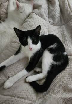 Rescue Domestic Short Hair Cats for Adoption in Tulsa, Oklahoma - Daisy | PetCurious