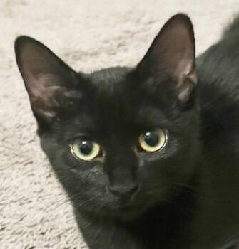 Rescue Domestic Short Hair Cats for Adoption in Smithfield, North Carolina - Phoebe | PetCurious