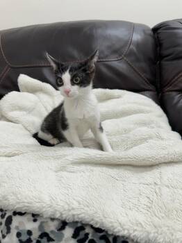 Juliana -  Tabby Cat for Adoption in Newberg, Oregon - Juliana | PetCurious