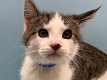 Birch -  Domestic Medium Hair and Domestic Short Hair Cat for Adoption in Woodbury, Minnesota - Birch | PetCurious