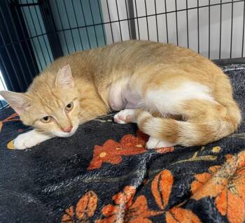 Domestic Short Hair Cats Available for Adoption in Palmetto, Florida - ELLIE | PetCurious