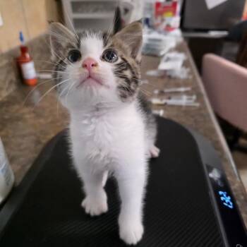 Domestic Medium Hair Cats Available for Adoption in Eureka Springs, Arkansas - Tumbly | PetCurious