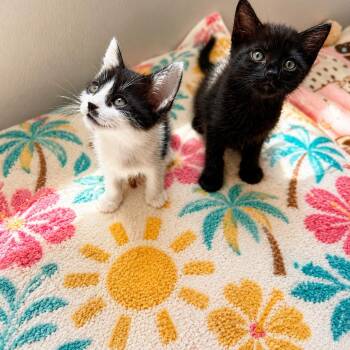 Bandit -  Domestic Short Hair Cat for Adoption in Tustin, California - Bandit | PetCurious