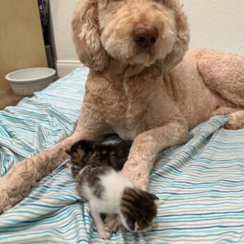Jelly -  Domestic Short Hair Cat for Adoption in Elfin Forest, California - Jelly | PetCurious