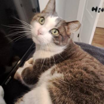 Tabby Cats Available for Adoption - Twiggy 4 Yrs | PetCurious