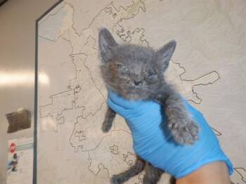 SIMON -  Domestic Short Hair Cat for Adoption in San Jose, California - SIMON | PetCurious