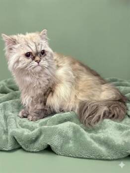 Domestic Long Hair Cats Available for Adoption in Jacksonville, Florida - MUSHMUSH | PetCurious
