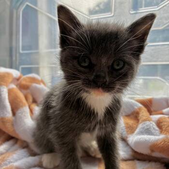 Socks 1561 -  Domestic Short Hair Cat for Adoption in Hamilton, Georgia - Socks 1561 | PetCurious