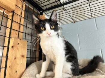 Max -  Domestic Medium Hair Cat for Adoption in Sudbury, Massachusetts - Max | PetCurious