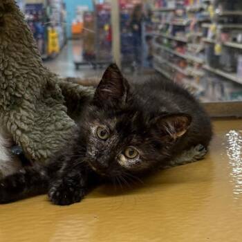 Nina -  Domestic Short Hair Cat for Adoption in Los Angeles, California - Nina | PetCurious