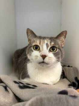 Domestic Short Hair Cats Available for Adoption in Delson, Quebec - PUCE | PetCurious