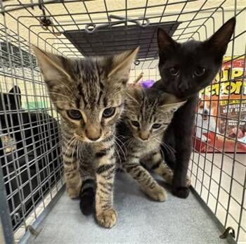 ZANE -  Domestic Short Hair Cat for Adoption in Fort Myers, Florida - ZANE | PetCurious