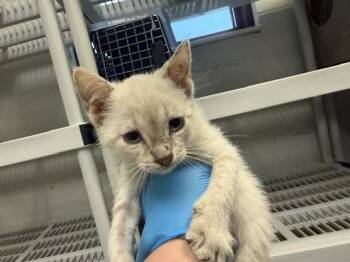 A476715 -  Domestic Short Hair Cat for Adoption in Oklahoma City, Oklahoma - A476715 | PetCurious