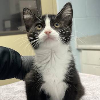 Summer -  Domestic Short Hair Cat for Adoption in Riverside, California - Summer | PetCurious