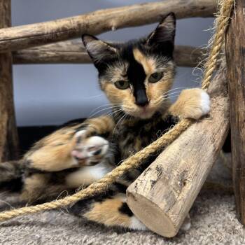 Emily -  Domestic Short Hair Cat for Adoption in Hanover Park, Illinois - Emily | PetCurious
