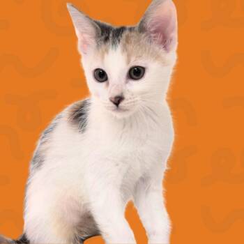 Rosita -  Domestic Short Hair Cat for Adoption in Reno, Nevada - Rosita | PetCurious