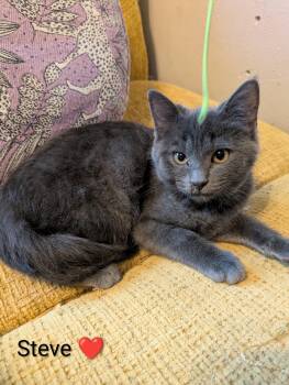Steve -  Domestic Short Hair Cat for Adoption in Battle Creek, Michigan - Steve | PetCurious