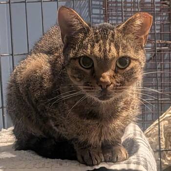 Mocha -  Domestic Short Hair Cat for Adoption in Waldorf, Maryland - Mocha | PetCurious