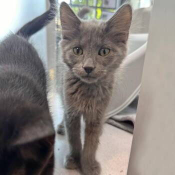 Eclipse -  Domestic Long Hair Cat for Adoption in Hailey, Idaho - Eclipse | PetCurious