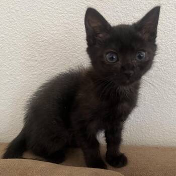 Tala -  Domestic Short Hair Cat for Adoption in Keizer, Oregon - Tala | PetCurious