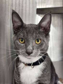KOHDA -  Domestic Short Hair Cat for Adoption in Ocala, Florida - KOHDA | PetCurious