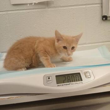 Winifred (cat 2) -  Domestic Short Hair Cat Available for Adoption in Chattanooga, Tennessee - Winifred (cat 2) | PetCurious