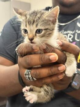 Espacio -  Domestic Short Hair Cat for Adoption in Memphis, Tennessee - Espacio | PetCurious