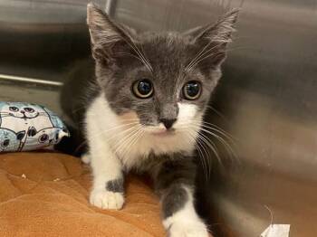 MARITZA -  Domestic Short Hair Cat for Adoption in Tustin, California - MARITZA | PetCurious