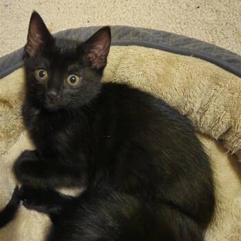 Domestic Short Hair Cats Available for Adoption in Clavet, Saskatchewan - Gatto | PetCurious