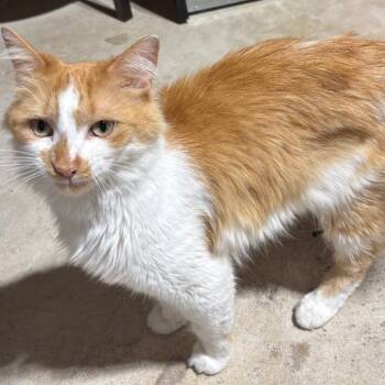 Spirit -  Domestic Long Hair Cat for Adoption in Chaska, Minnesota - Spirit | PetCurious