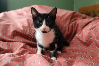 Leaf -  Domestic Short Hair Cat for Adoption in Ferndale, Michigan - Leaf | PetCurious