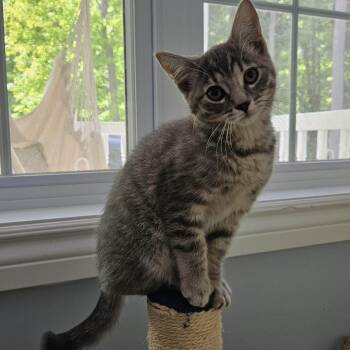 Maisy -  Domestic Short Hair Cat for Adoption in Wakefield, Quebec - Maisy | PetCurious