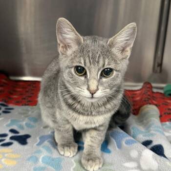 Domestic Short Hair Cats Available for Adoption - Violet | PetCurious