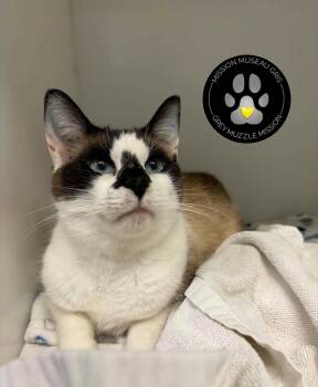 Annabelle -  Snowshoe Cat for Adoption in Delson, Quebec - Annabelle | PetCurious
