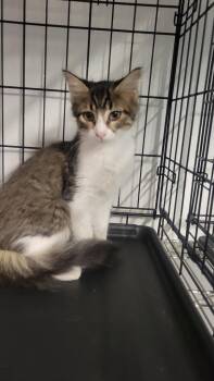 Ferb -  Domestic Medium Hair Cat for Adoption in Metter, Georgia - Ferb | PetCurious